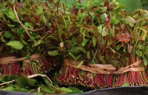 Maxaa ka Jiro in Ciidanka Puntland laga Mamnuucay Qaad?