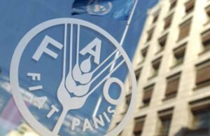 Hay’adda FAO oo sheegtay in malaayiin qof oo soomaali ah wajahayaan cunto la’aan