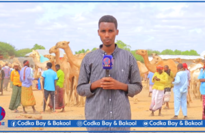 U diyaar garowga Ciidda Carafo oo laga dareemaayi Suuqa Xoolaha ee Baydhabo.