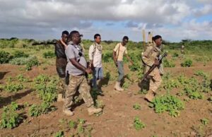 Sawiro;-Maamulka Degmada Marka Iyo Laamaha Amniga Ayaa Awaamiir Culus ka soo Saaray Beerista Iyo Ka Ganacsiga Xashiishka