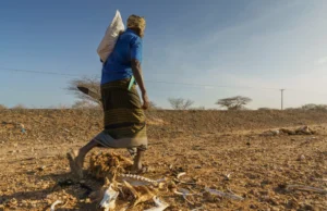 Boqolaal kun oo ruux Abaar darran ku hayso Ismaamulka Mandheera