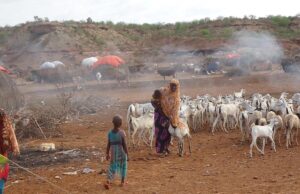 Abaar saamayn taban ku reebtay Xoolo dhaqato & Beeralay oo ka jirta Koofur Galbeed iyo Jubbaland