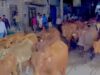 Maamulka Gobolka Banaadir oo billaabay Howlgal ka dhan ah Lo’da dhex socota Waddooyinka Muqdisho
