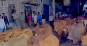 Maamulka Gobolka Banaadir oo billaabay Howlgal ka dhan ah Lo’da dhex socota Waddooyinka Muqdisho