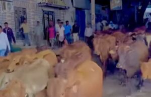 Maamulka Gobolka Banaadir oo billaabay Howlgal ka dhan ah Lo’da dhex socota Waddooyinka Muqdisho