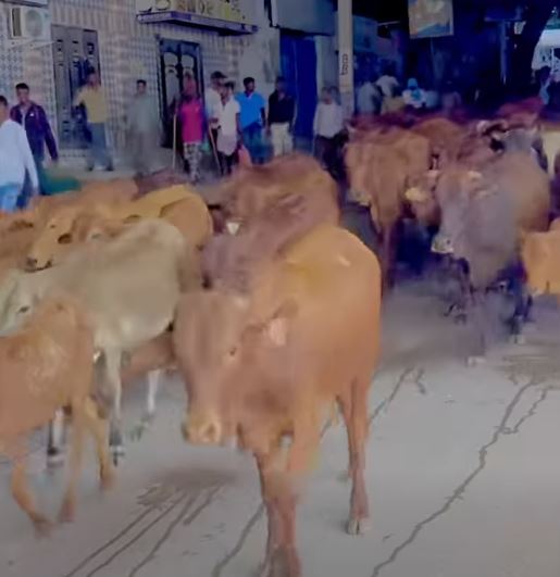 Lo-laga-uruuriyay-Muqdisho